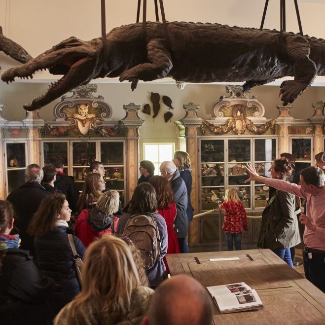 Mehrere Besucherinnen und Besucher bei einer Führung durch die barocke Kunst- und Naturalienkammer der Franckeschen Stiftungen – erklärt werden unter anderem Kuriositäten wie das hängende Krokodil.