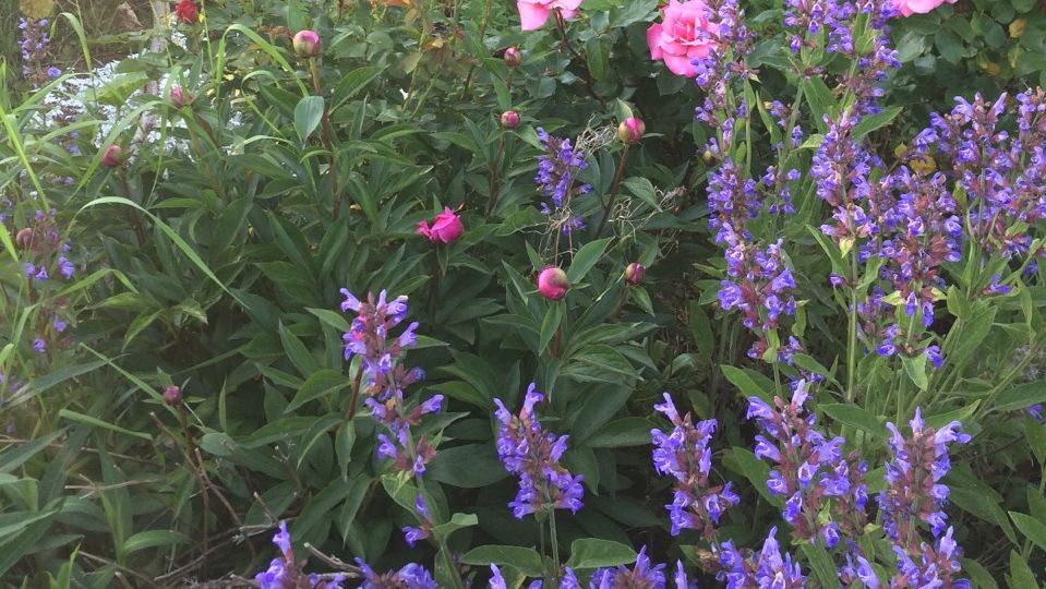 A flowerbed with blooming plants, featuring a pink rose and violet flowers surrounded by green foliage