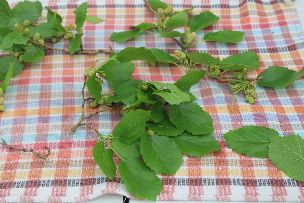 Frisch gepflückte Maulbeerblätter mit kleinen, noch unreifen Maulbeeren – die wichtigste und einzige Nahrung für Seidenspinnerraupen