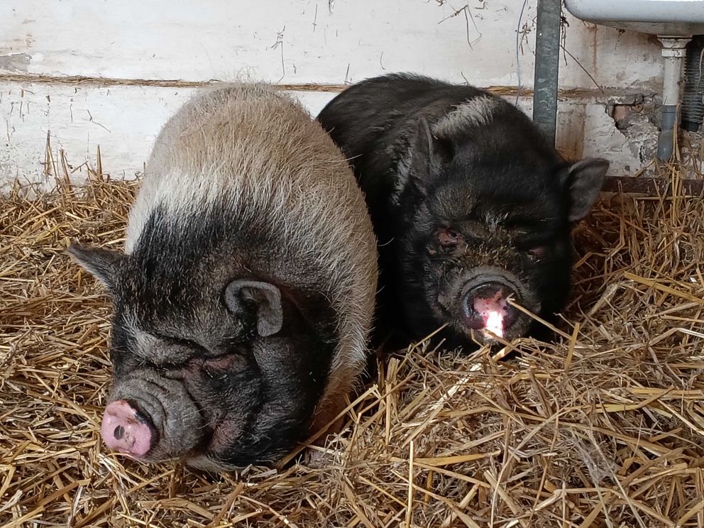 Zwei Hängebauchschweine liegen im Stroh auf dem Stiftsgut