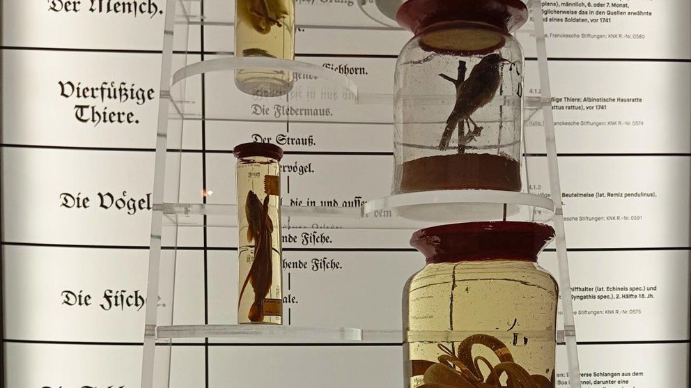 Konservierte Tiere und Vögel als wissenschaftliche Präparate in Glasflaschen ausgestellt.