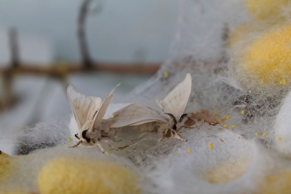 Zwei Seidenspinner sitzen eng zusammen während der Paarung, ein wichtiger Bestandteil ihres natürlichen Lebenszyklus