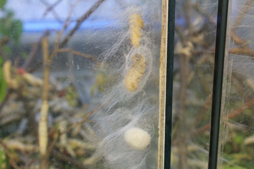 Seidenspinnerpuppen in unterschiedlichen Stadien: eine Raupe umgeben von dünnen Seidenfäden und ein vollständig geschlossener Kokon, der den Schutz für die Verwandlung zum Falter bietet