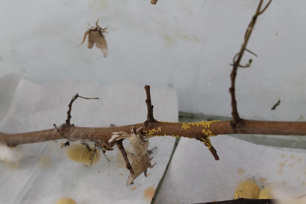 Viele kleine gelbe Seidenspinner-Eier kleben an einem Ast; ein Weibchen kann bis zu 500 Eier legen